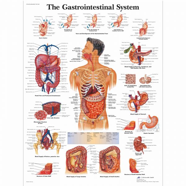 Diseases of the Digestive System Chart SEM Trainers