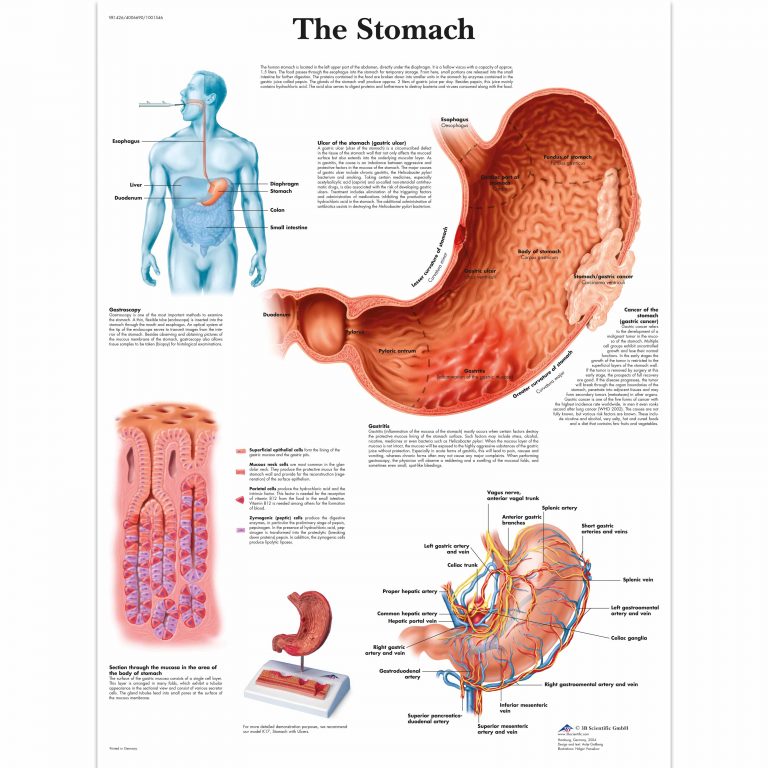 Diseases of the Digestive System Chart - SEM Trainers