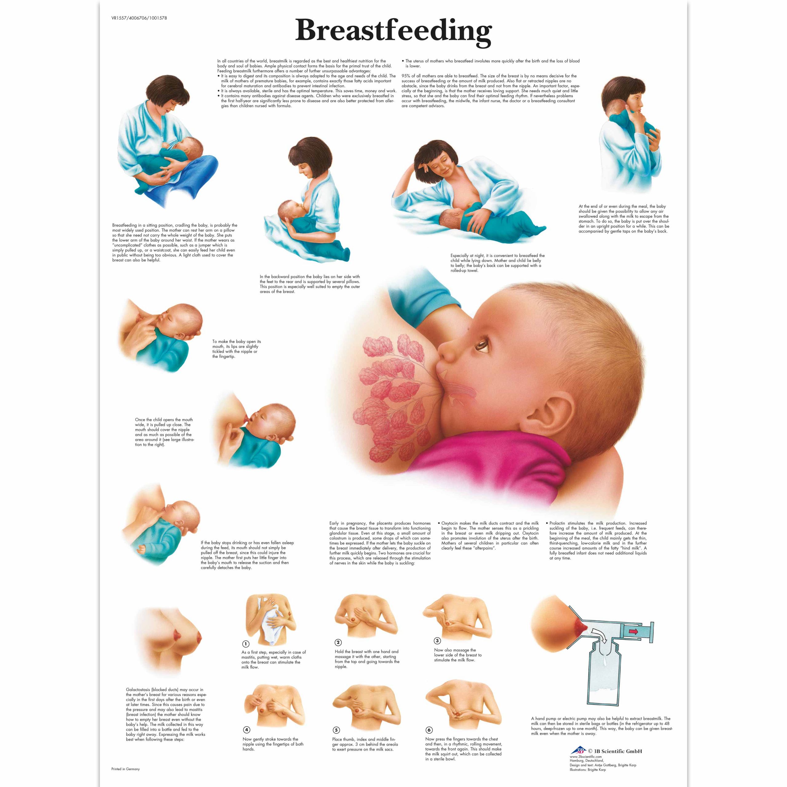 Positioning The Key To Successful Breastfeeding Chart Ubicaciondepersonascdmxgobmx 