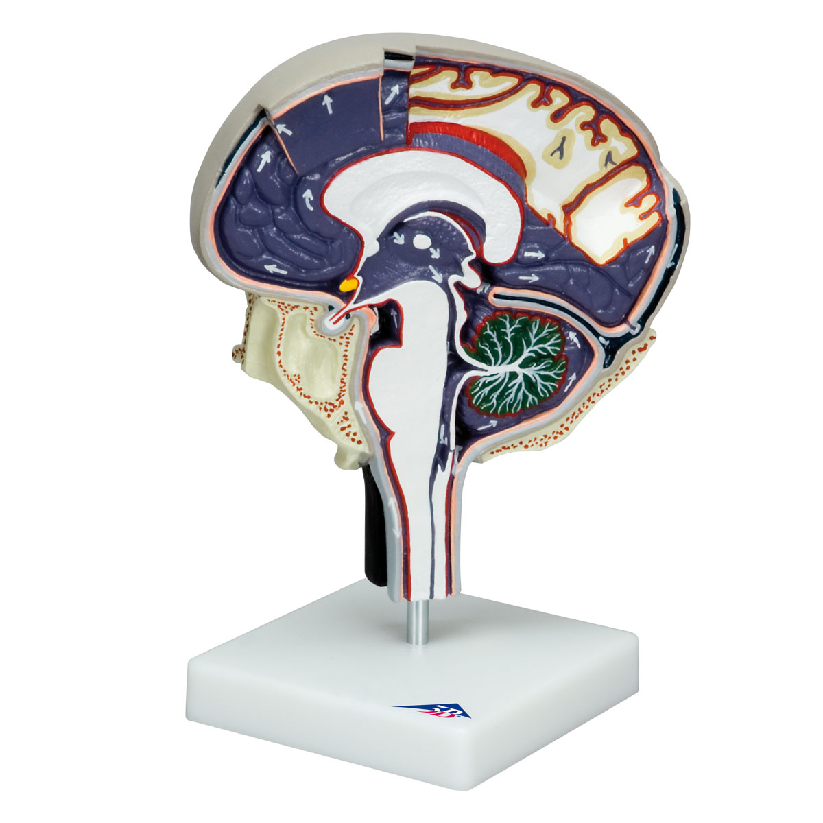 Cerebrospinal Fluid Circulation Biology Diagrams
