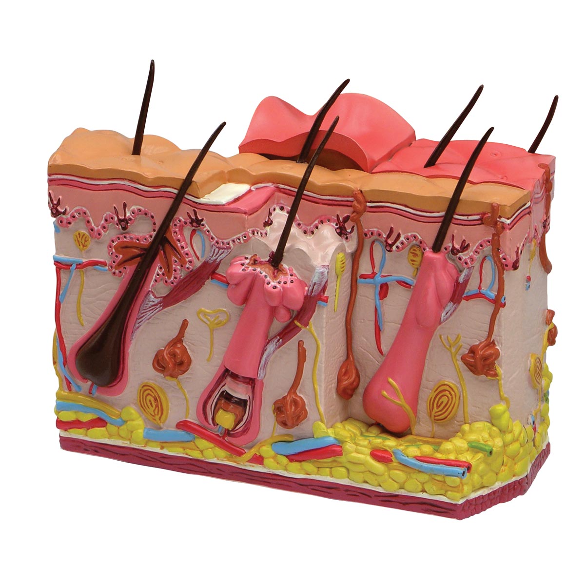 Skin Injury Models Skin Burn-Normal Skin Model - SEM Trainers