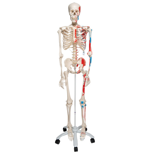 Human Skeleton Model Stan - 3B Smart Anatomy - SEM Trainers