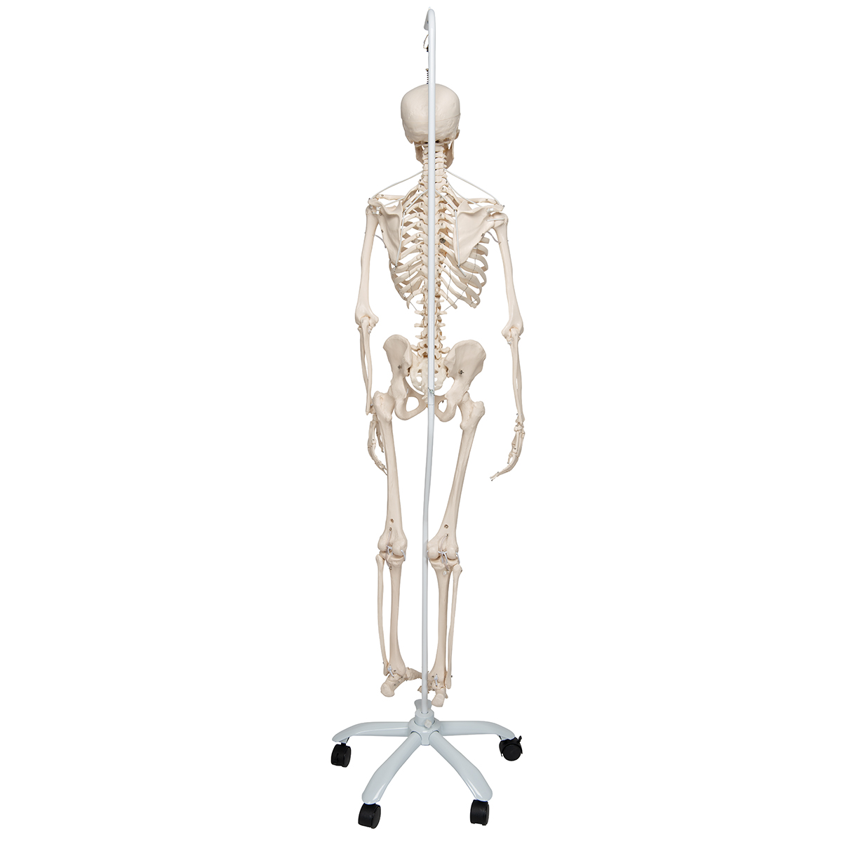 Functional & Physiological Human Skeleton Model Frank on Hanging Stand ...
