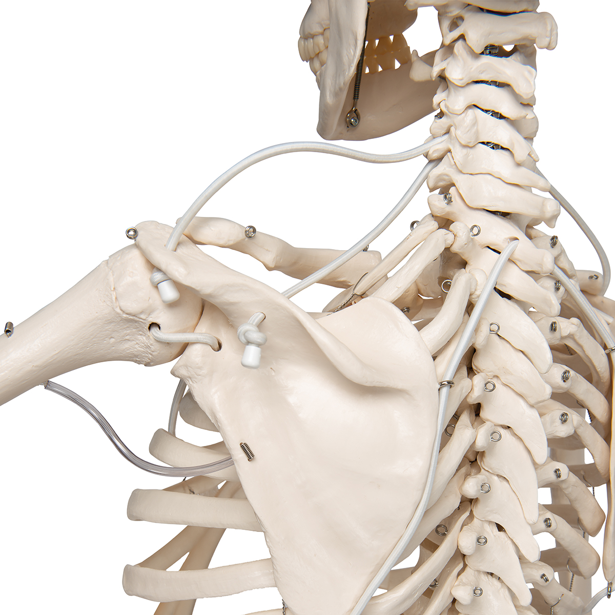 Functional & Physiological Human Skeleton Model Frank on Hanging Stand ...