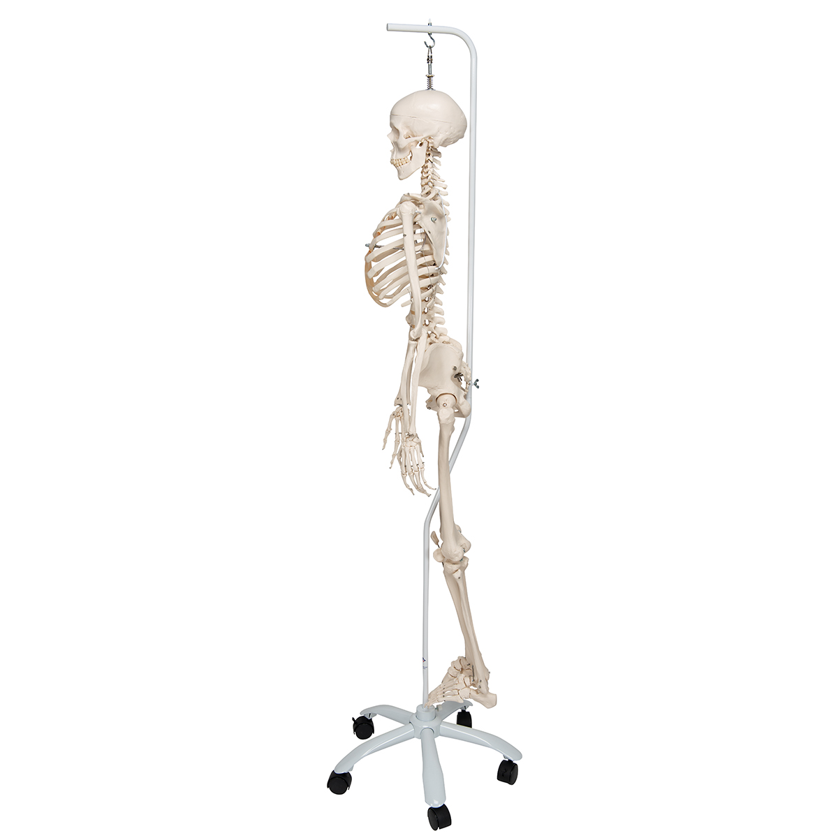 Physiological Human Skeleton Model Phil on Hanging Stand - 3B Smart ...