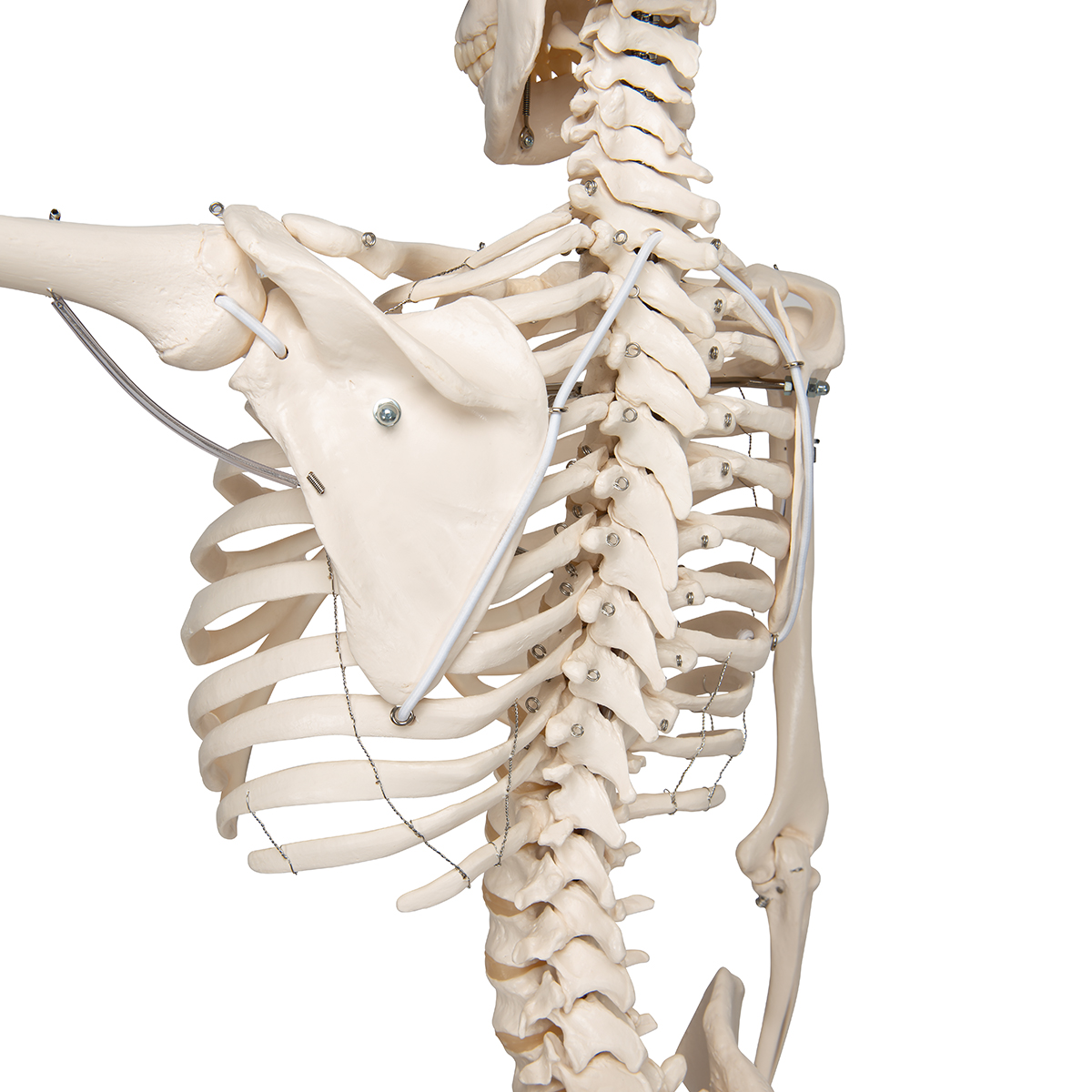 Physiological Human Skeleton Model Phil on Hanging Stand - 3B Smart ...