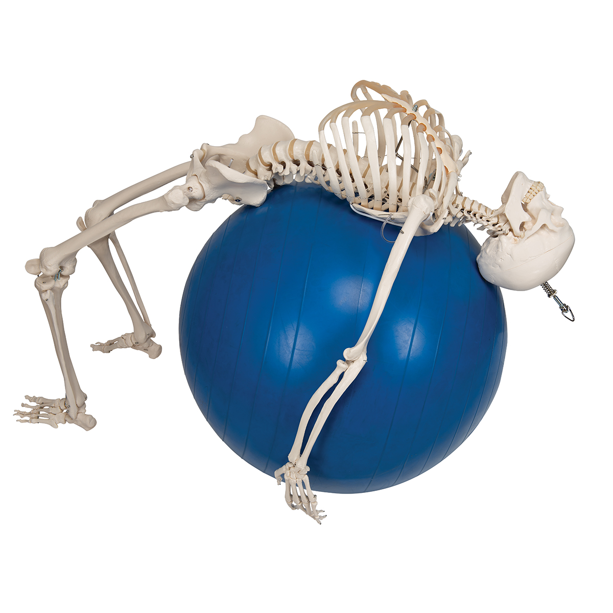 Physiological Human Skeleton Model Phil on Hanging Stand - 3B Smart ...