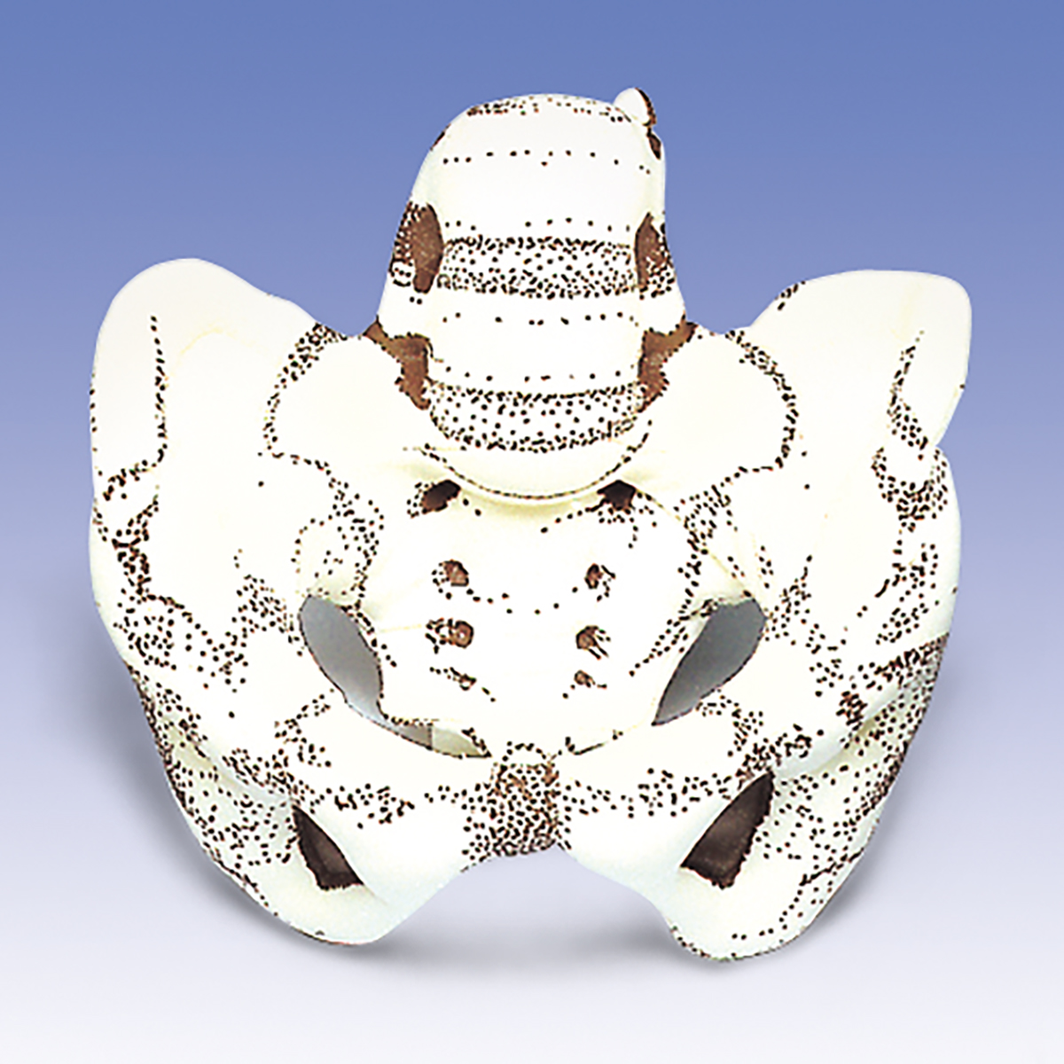 Pelvic Model - SEM Trainers