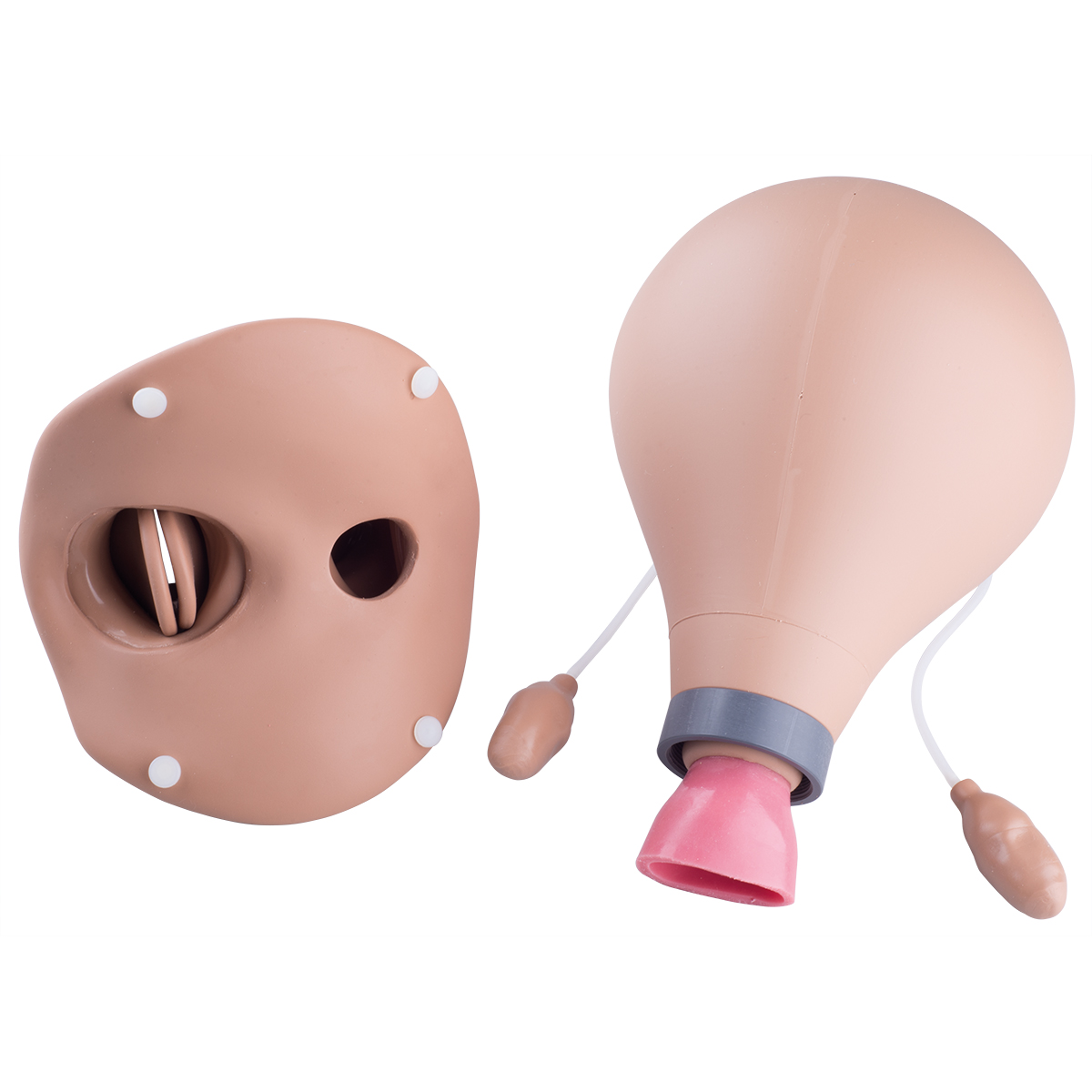 Postpartum Uterus - SEM Trainers