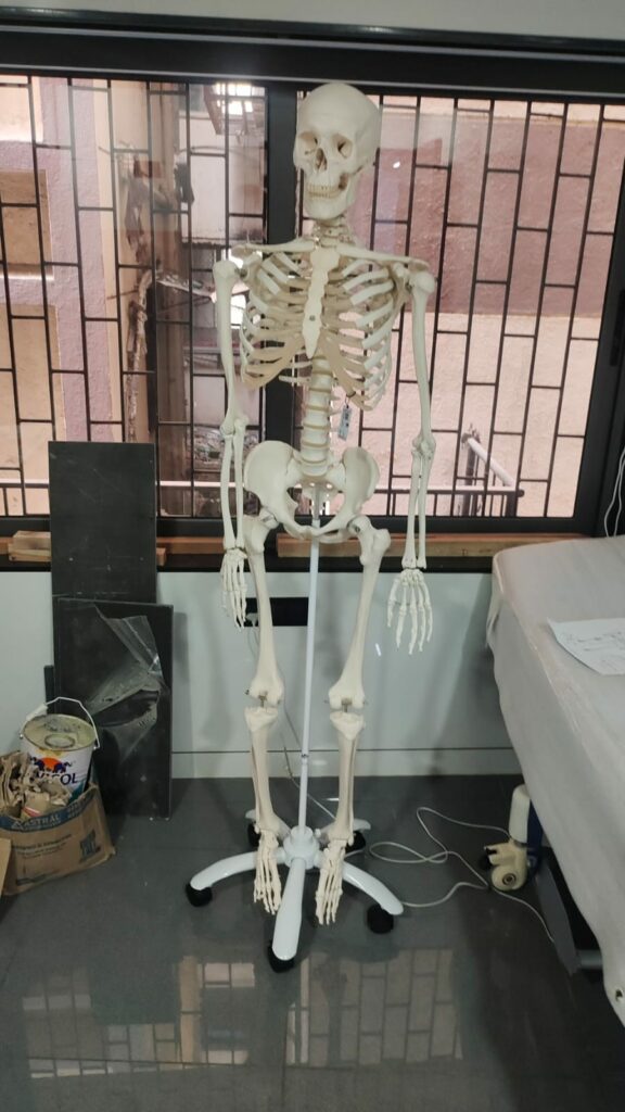 human skeleton