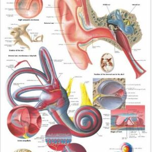 Ear, Nose and Throat (ENT)