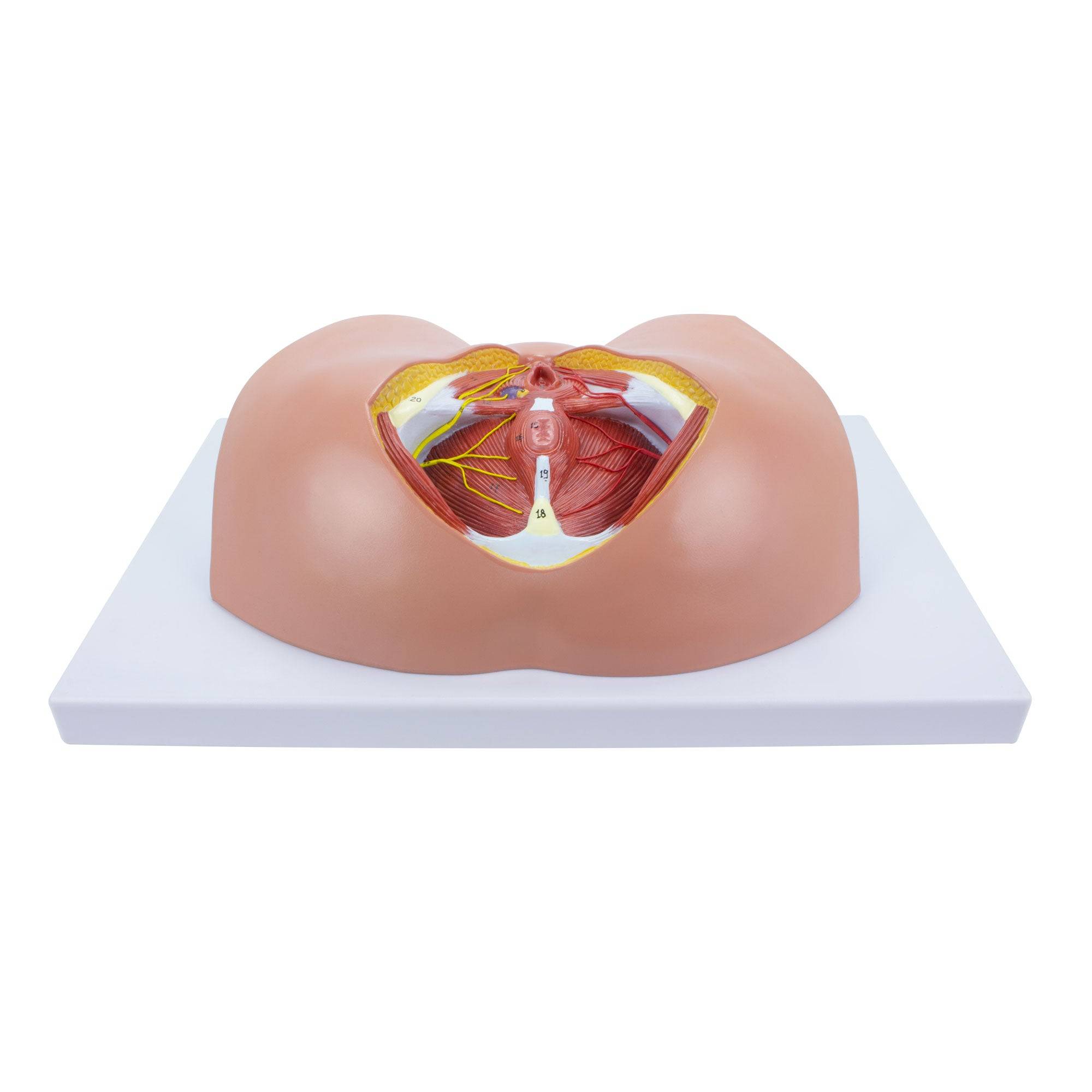 Female Perineum Model - SEM Trainers