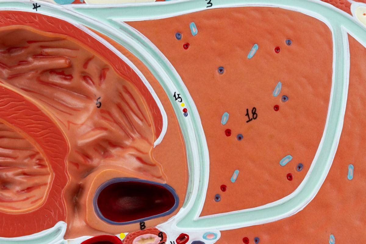 Thorax Axial Section Model - SEM Trainers