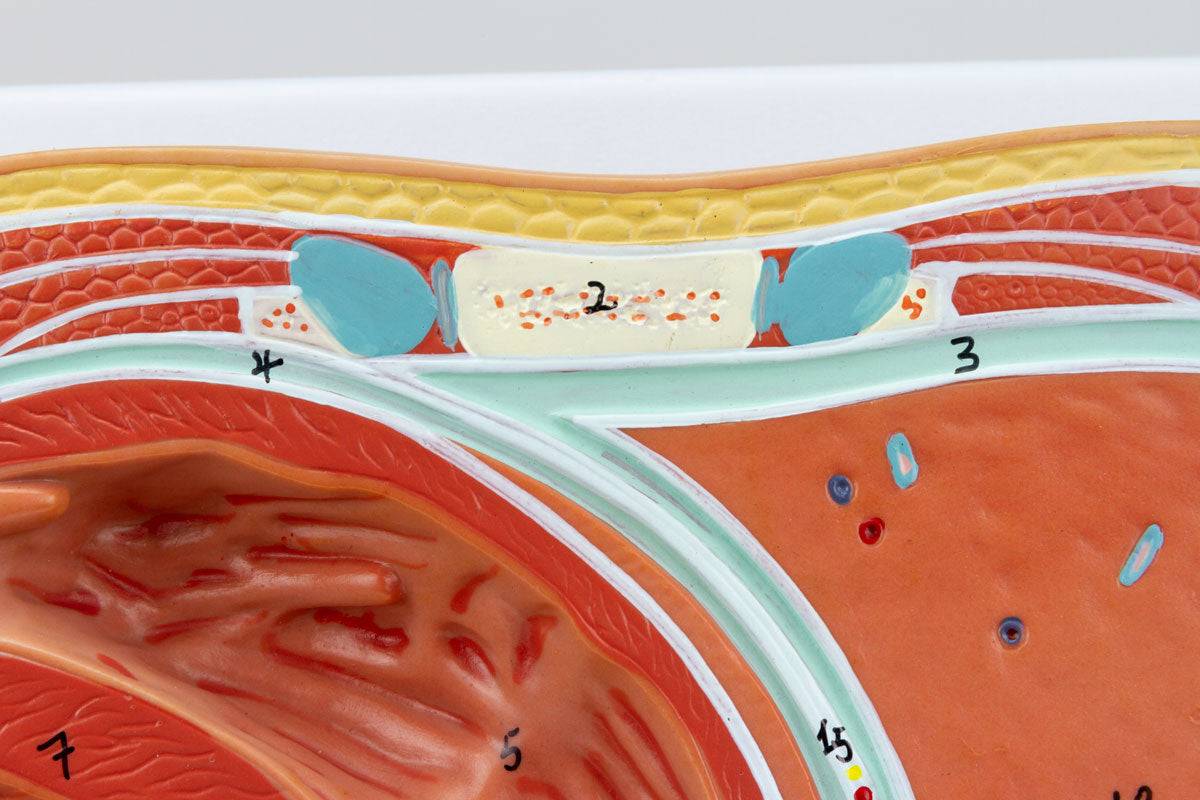 Thorax Axial Section Model - SEM Trainers