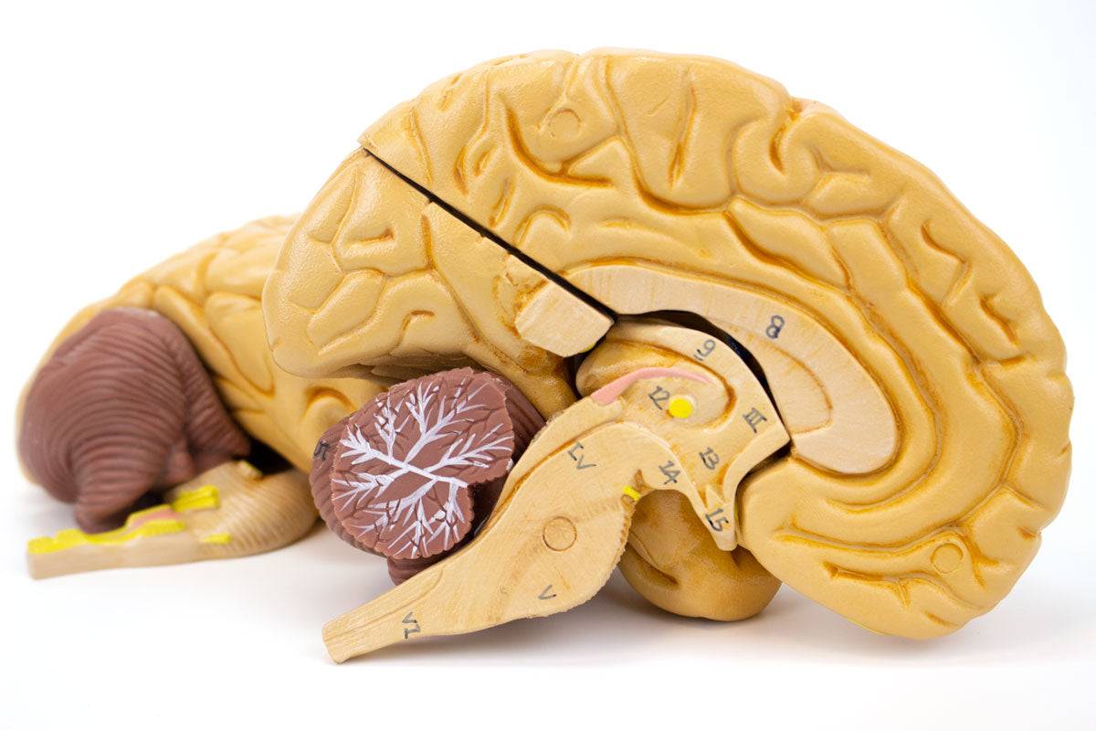 Classic Brain Model 8 Parts Sem Trainers